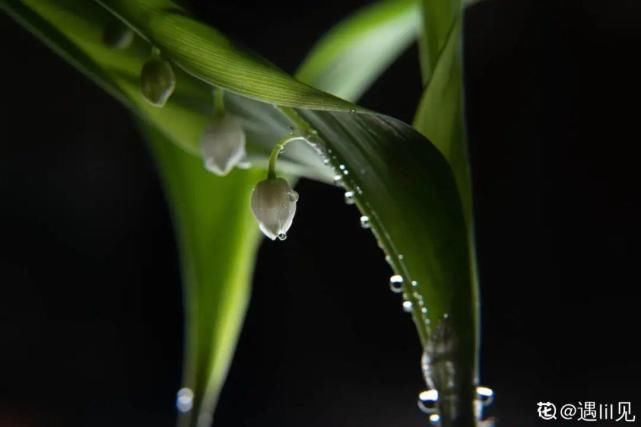 美人般的花，花开瞬间美到窒息，谁见都夸