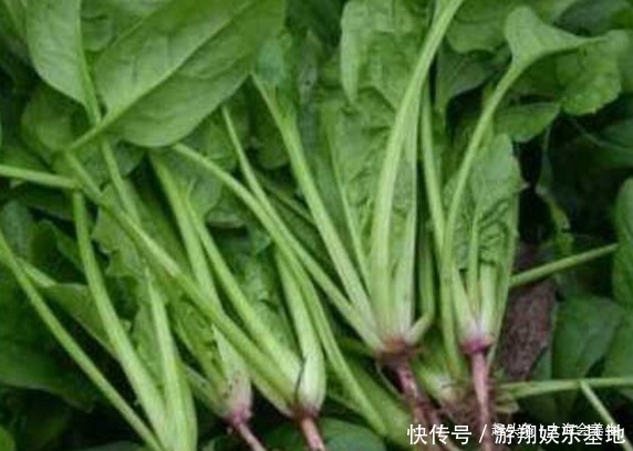 菠菜|吃完菠菜一小時之內，不要在碰此物，有很多人不清楚，早知早好
