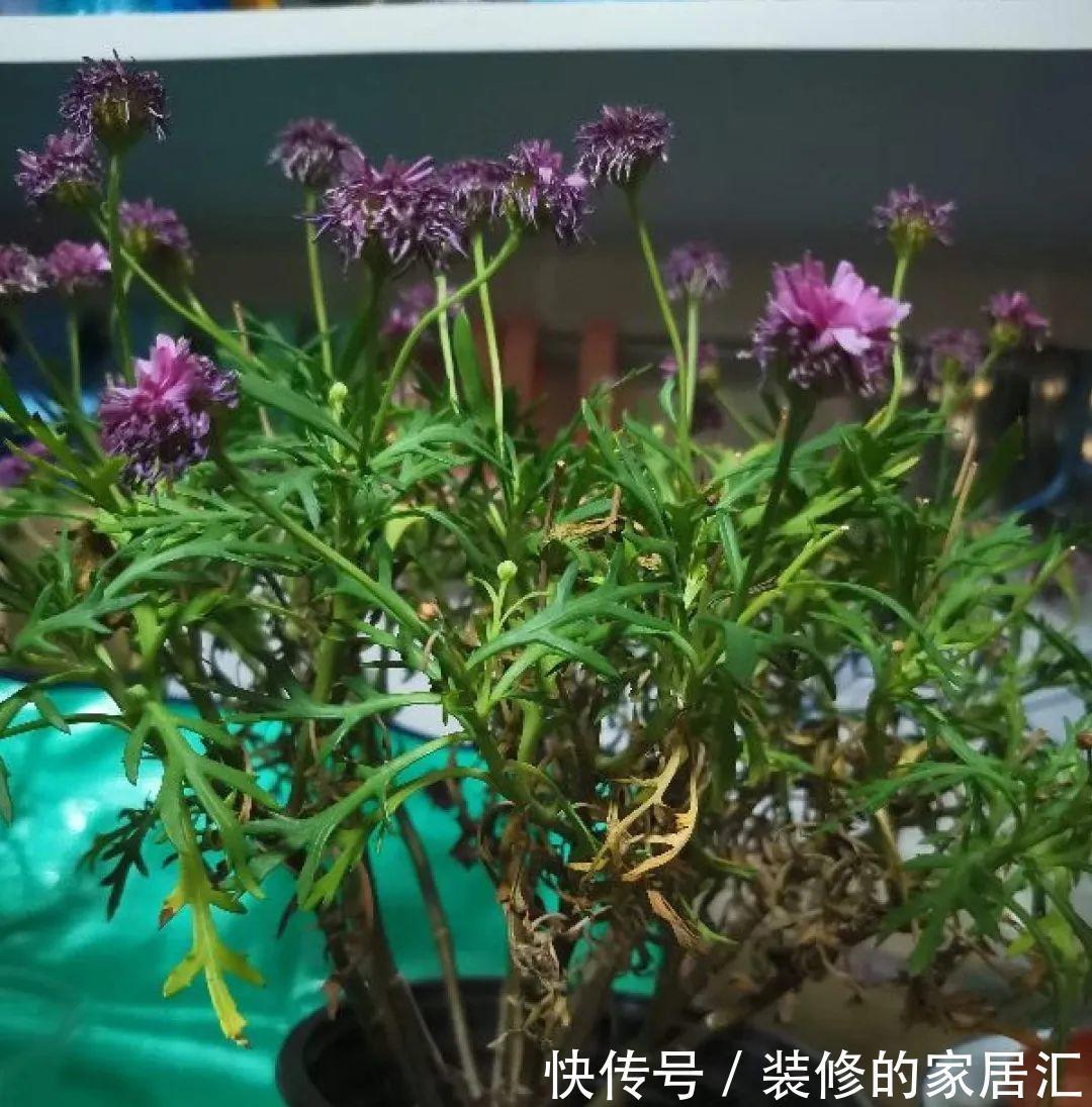枝条|6种花别养老桩,越老越不开花,赶紧扦插备份