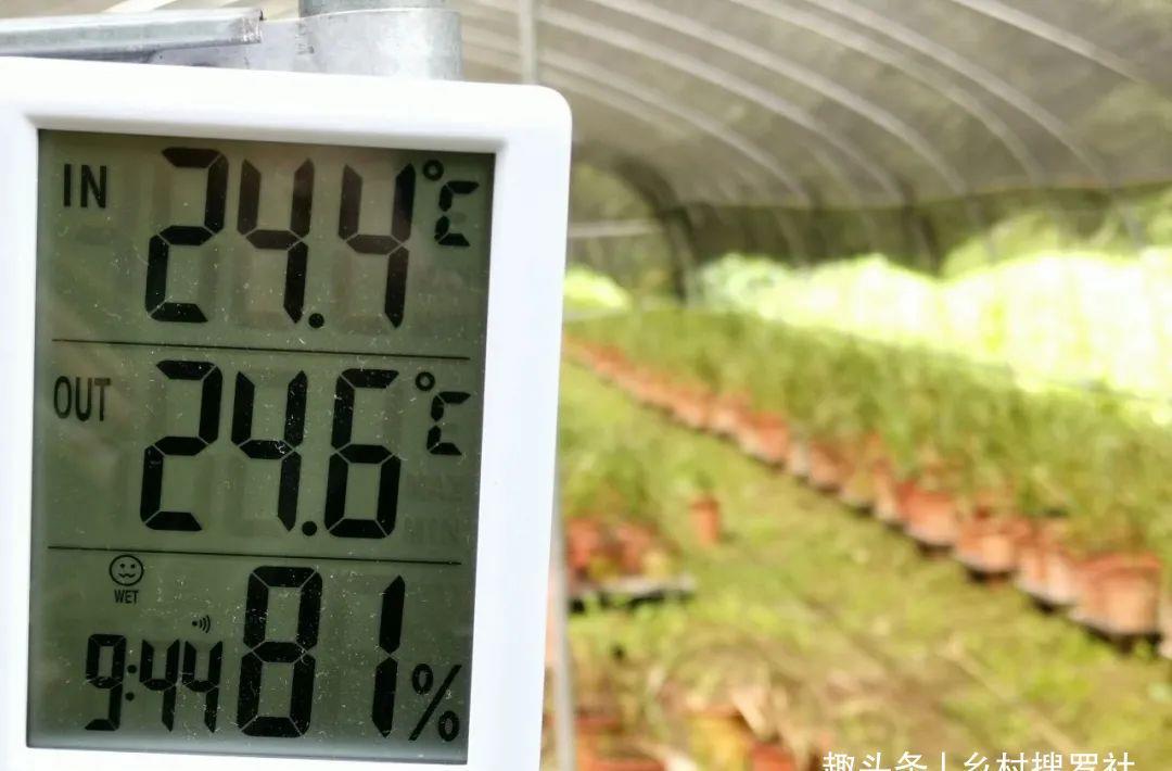 季节|三分种、七分养,芒种时节的兰花,如何养出浓绿的叶子?