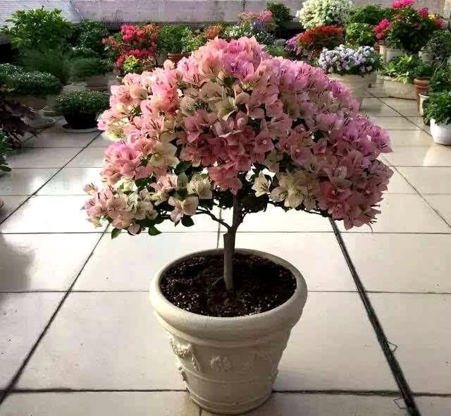 此种开花水喷一喷，一次开花20朵，枝条都压弯啦！