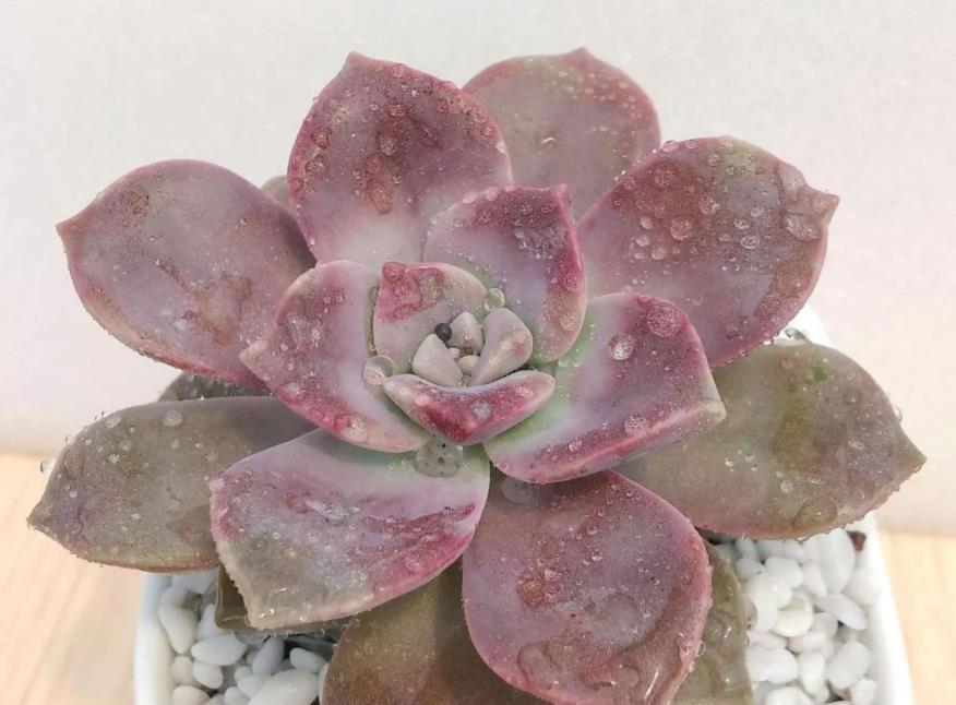 多肉|多肉叶子长皱纹,浇水不管用?学3招,养得饱满欲滴又坚挺