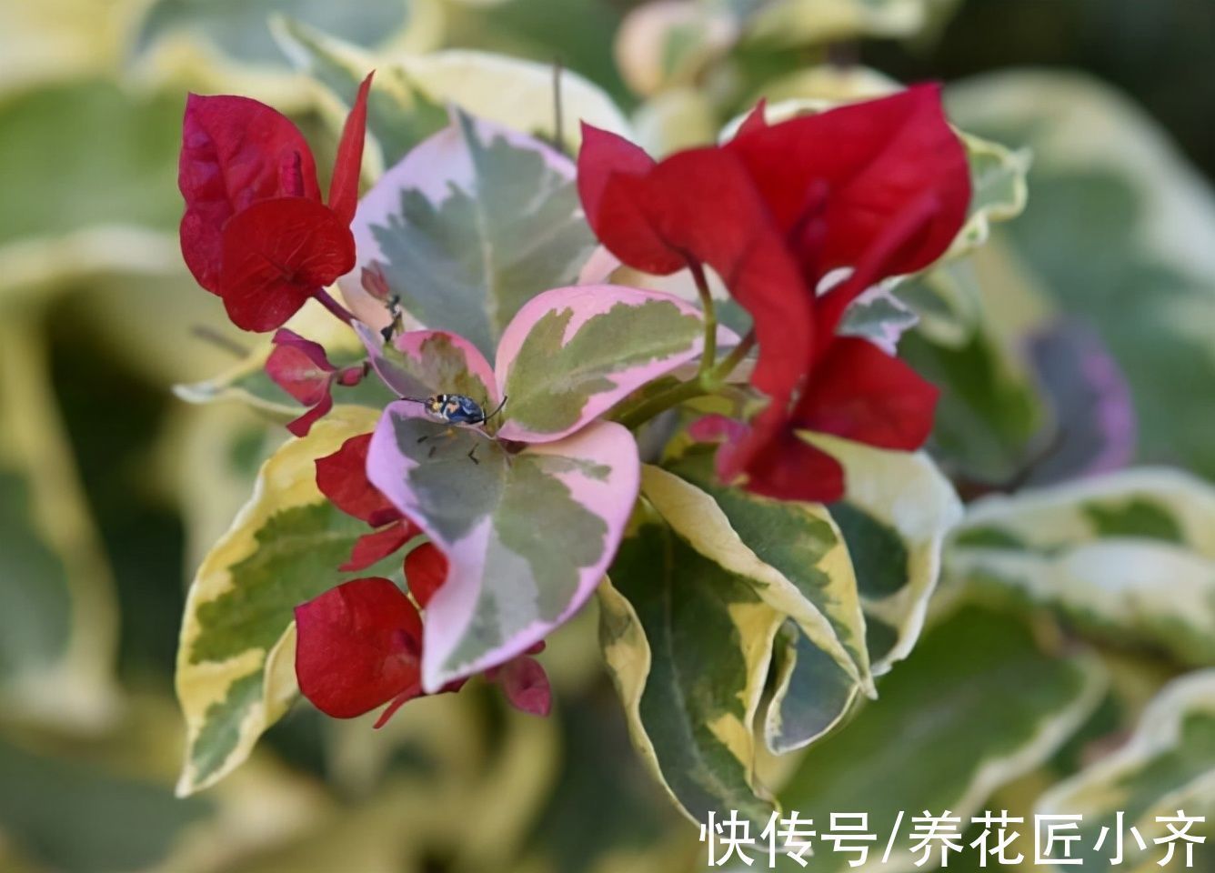 栽培|10种花中“贵货”太好看,打工仔“不舍得”买,等有钱要买一盆