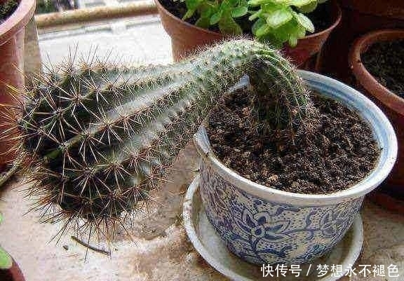 熊孩子把仙人球砍了一刀,本想教训他