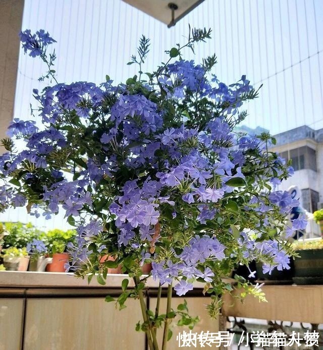 养护|养花要“舍得剪”，把这6种花卉剪成“光杆子”，开花变成棒棒糖！