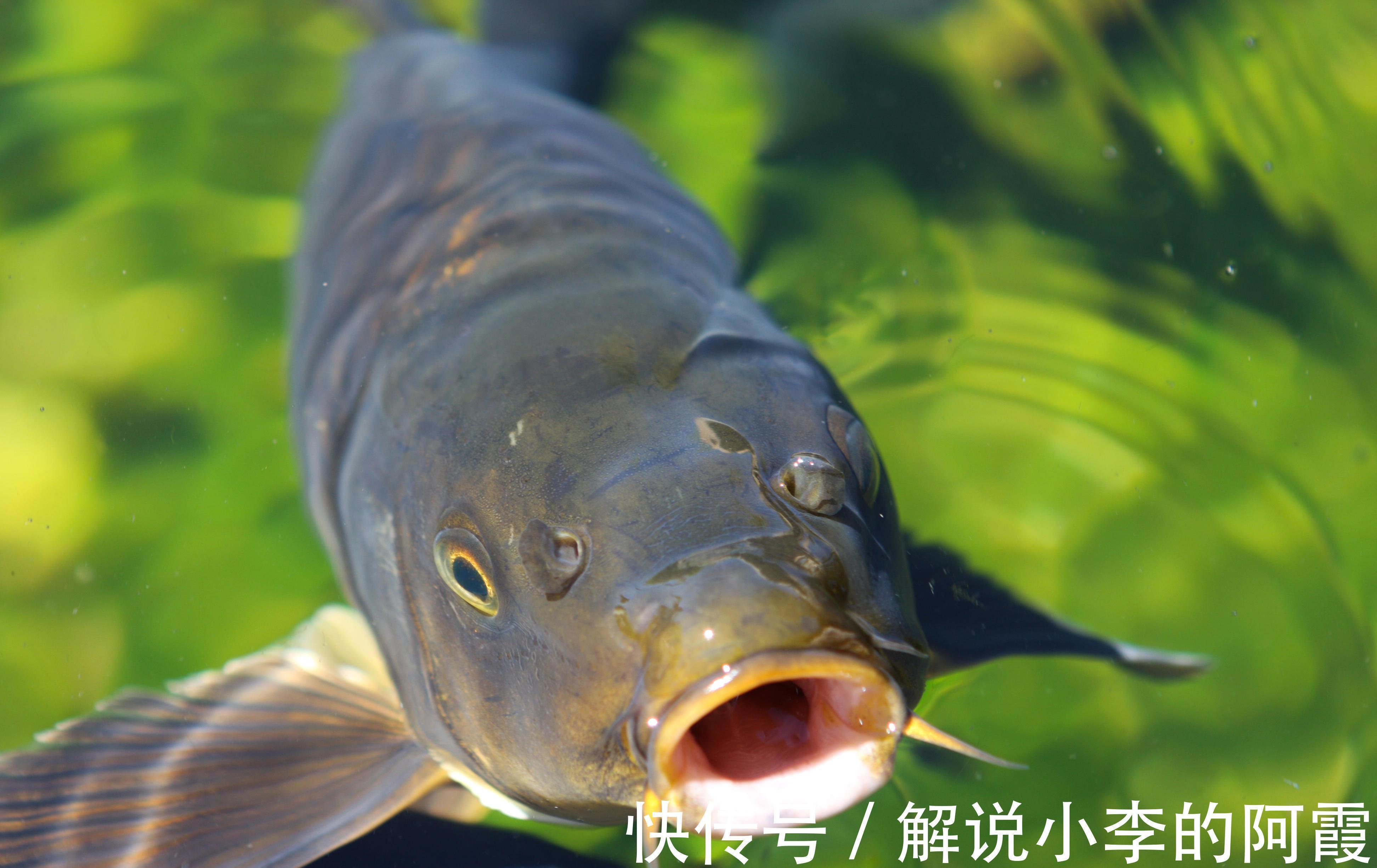 总说灵活调钓，到底怎么做，才叫做灵活调漂