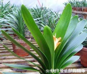 柳树枝|天凉后,君子兰浇上养根水,长出格格叶,一窜3箭花,超好用