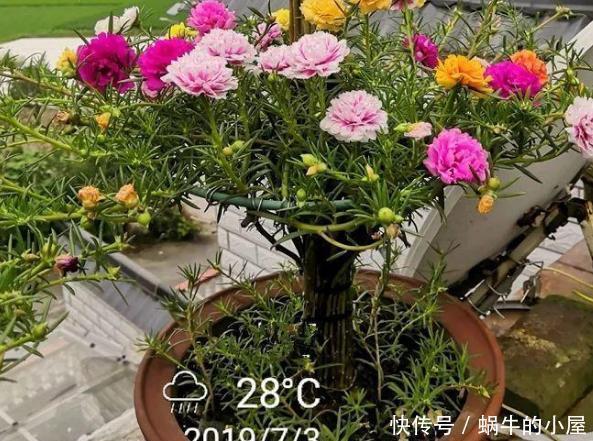 花卉|懂行的人冬天坚决不买三种花,冬天都不会买,白给也不要