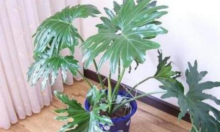 风绿植|琴叶榕、散尾葵这4种超北欧风绿植怎么养?注意这几点,长势更好