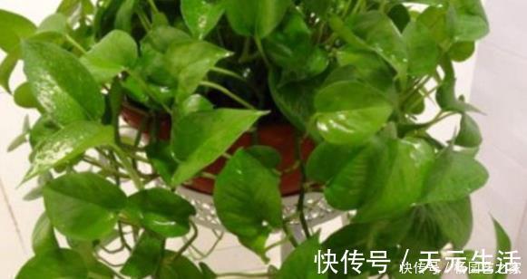 家里养绿萝，有4个地方不要随意摆放，并非迷信，有科学依据