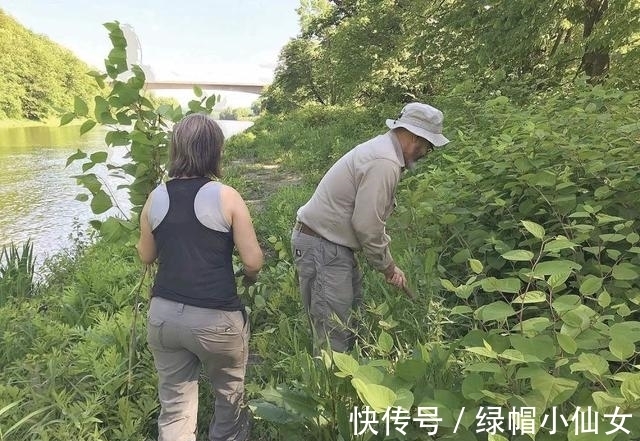 “外星入侵者”，能让房价暴跌80%，看到它长在墙上，立马拔掉