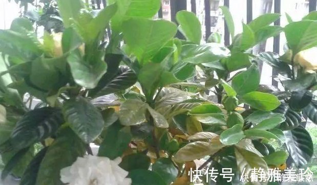 家中养花，这5毛钱的小东西别乱丢，能让花蹿到2米高，你知道了吗