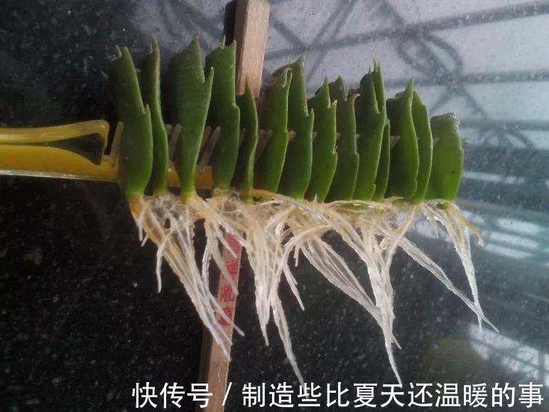 花花|养护蟹爪兰,要注意8个要点,才能开出仙气飘飘花