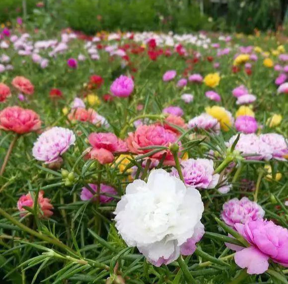 养花技巧粗生粗养也能四季开花！少养1种都觉得亏了