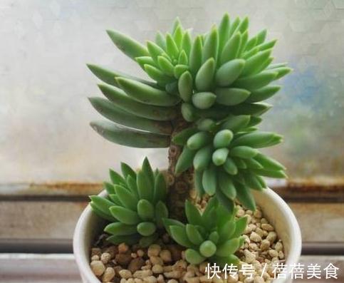 多肉千佛手怎么养殖