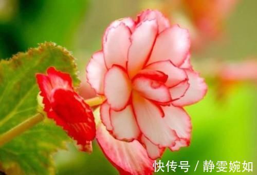 仙子|4种花堪称花中仙子，一年到头都开花，花色绚丽，北方也能养