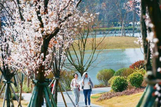 老年|春天的蓉城百花齐放花香四溢令市民沉醉