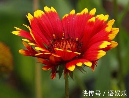 养好天人菊,“2处”是重点,花朵开的旺,枝干强又壮,不爆都难