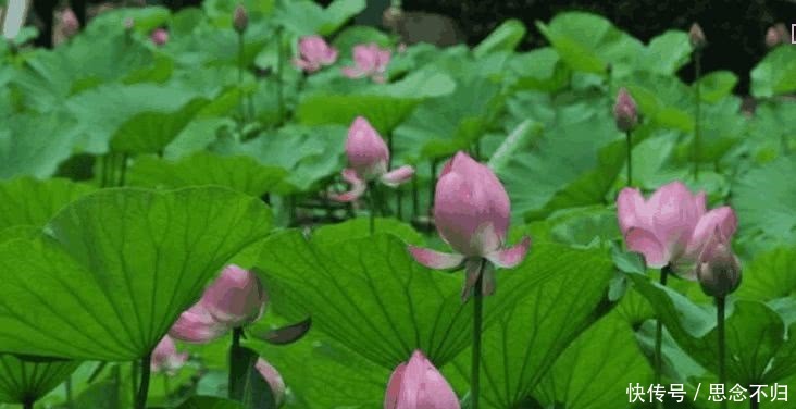 收则|乾隆三个铜板贺礼,嫌少勿收,收则爱财,十岁小孩下联让他犯难