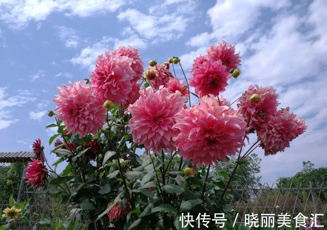 彼岸花|8种花都有“烂名字”，大多人不敢养，被名字耽误了一生的花