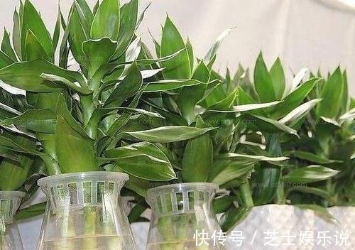 为什么有钱人家里都养这3种植物旺财又旺人,幸好知道早了