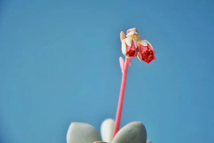 面朝大海的多肉们，在四季变迁中生生不息！