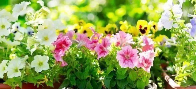 太阳花|适合6月扦插的“3种花”,生根快,长得快,30天开出满盆花