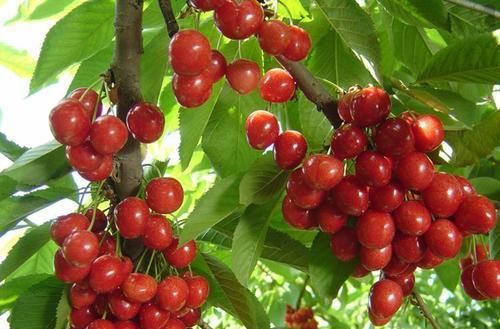 人到中年想长寿,不妨常吃3种食物,排出体内废物,谁吃谁知道