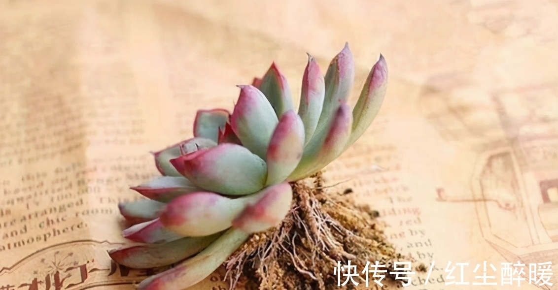 别再开心多肉长根了,茎干上长得越多植株问题越大,要及时处理