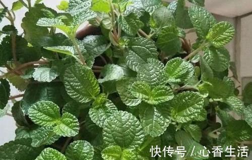 芦荟|卧室长期放盆栽，失眠的人就选2种，好看又好养，净化效果好