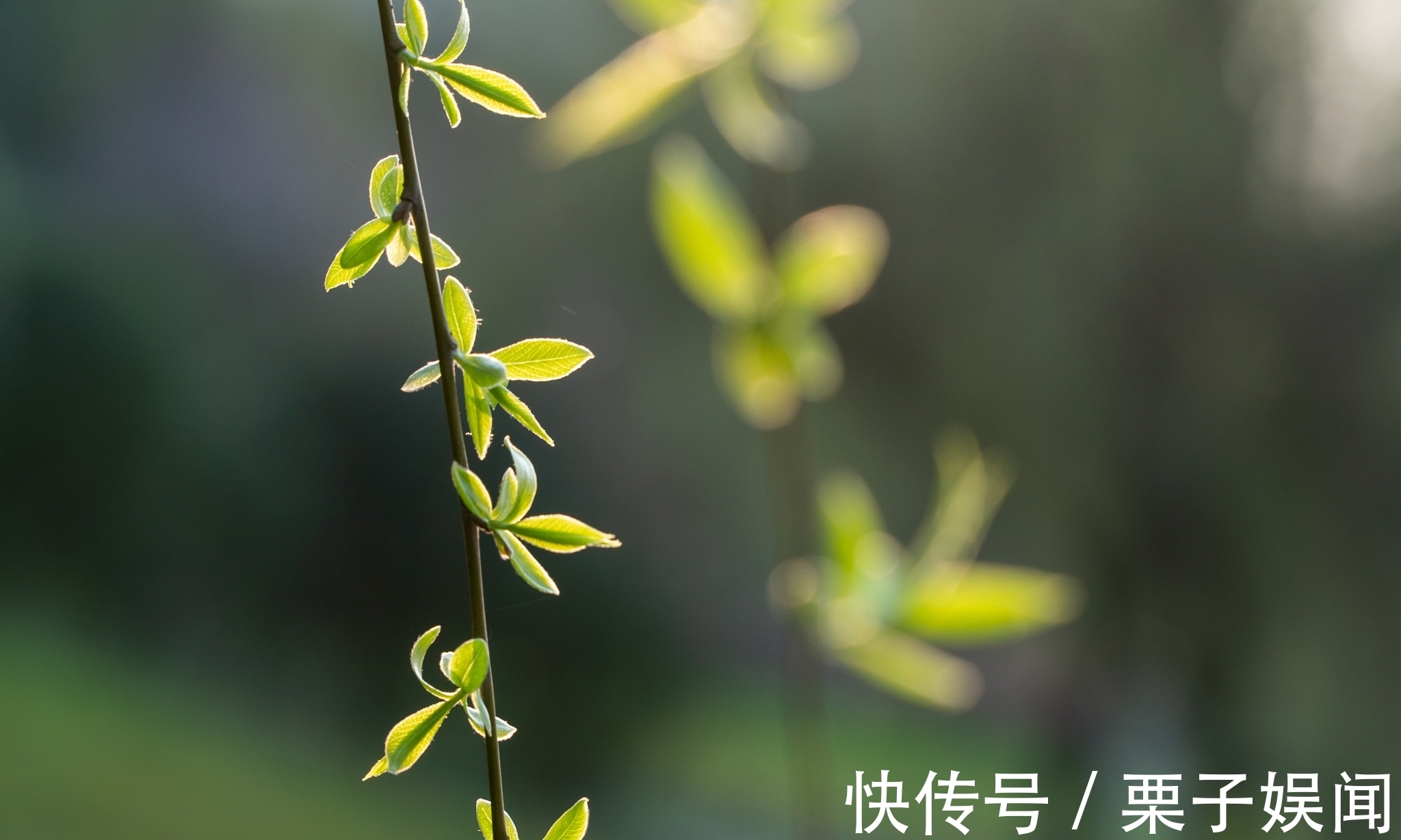 诗人@早春诗五首,您心仪哪一首?