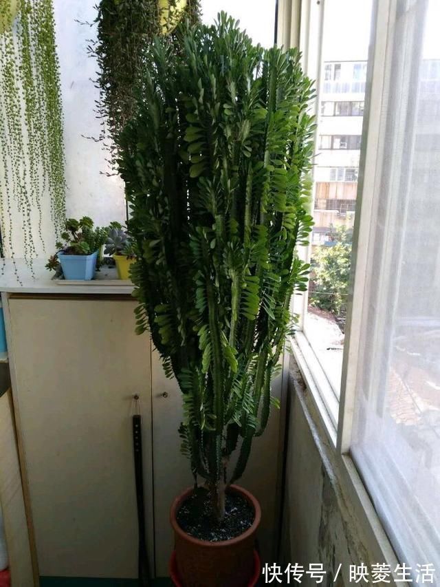 龙骨|2个“大窍门”，扦插龙骨棒，3年窜屋顶，九柱龙镇宅又强壮