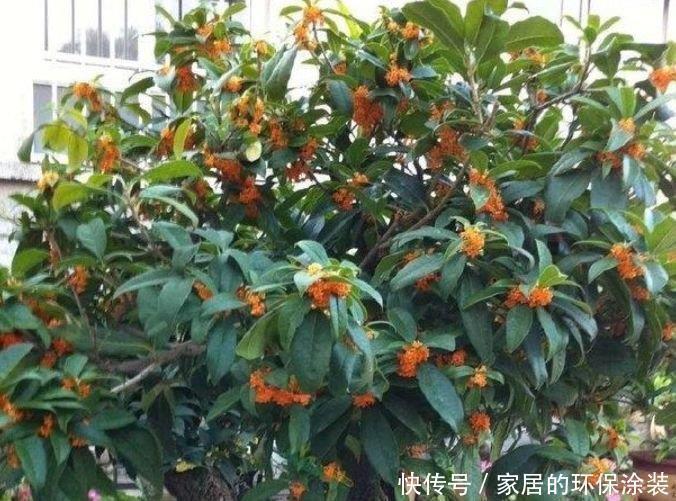 营养土|4种花是花中劳模，一年四季开花不断，满屋飘香，香水钱都省了