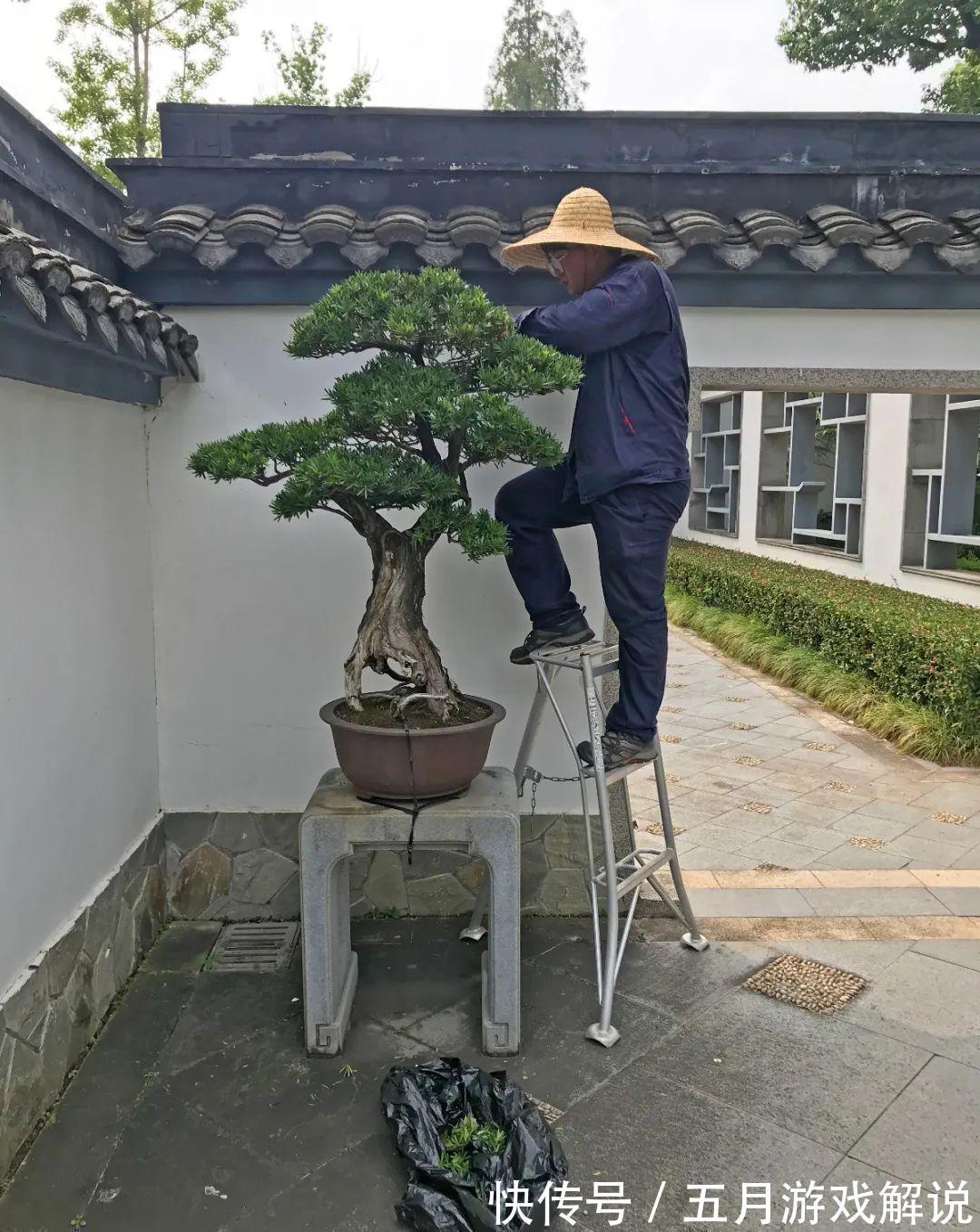 罗汉松|7种树“进宅”,旺财镇宅,延绵百年,家里有地方,一定养一棵