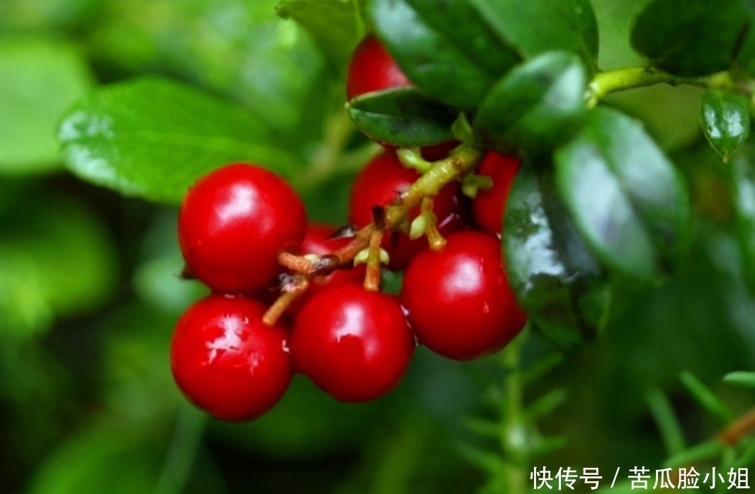 排毒养颜|中年人可以多吃3种食物,排毒养颜、延