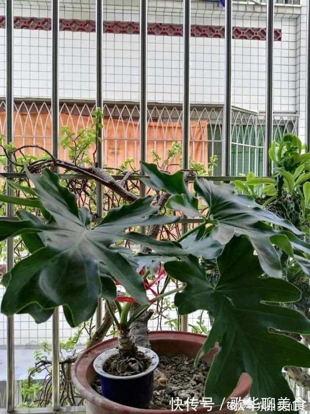 夏天养花,这个地方千万别摆,否则3天死翘翘