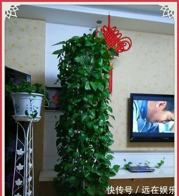 三层楼|用这“3种水”浇绿萝,就相当于施肥了,叶片油绿,挂满三层楼