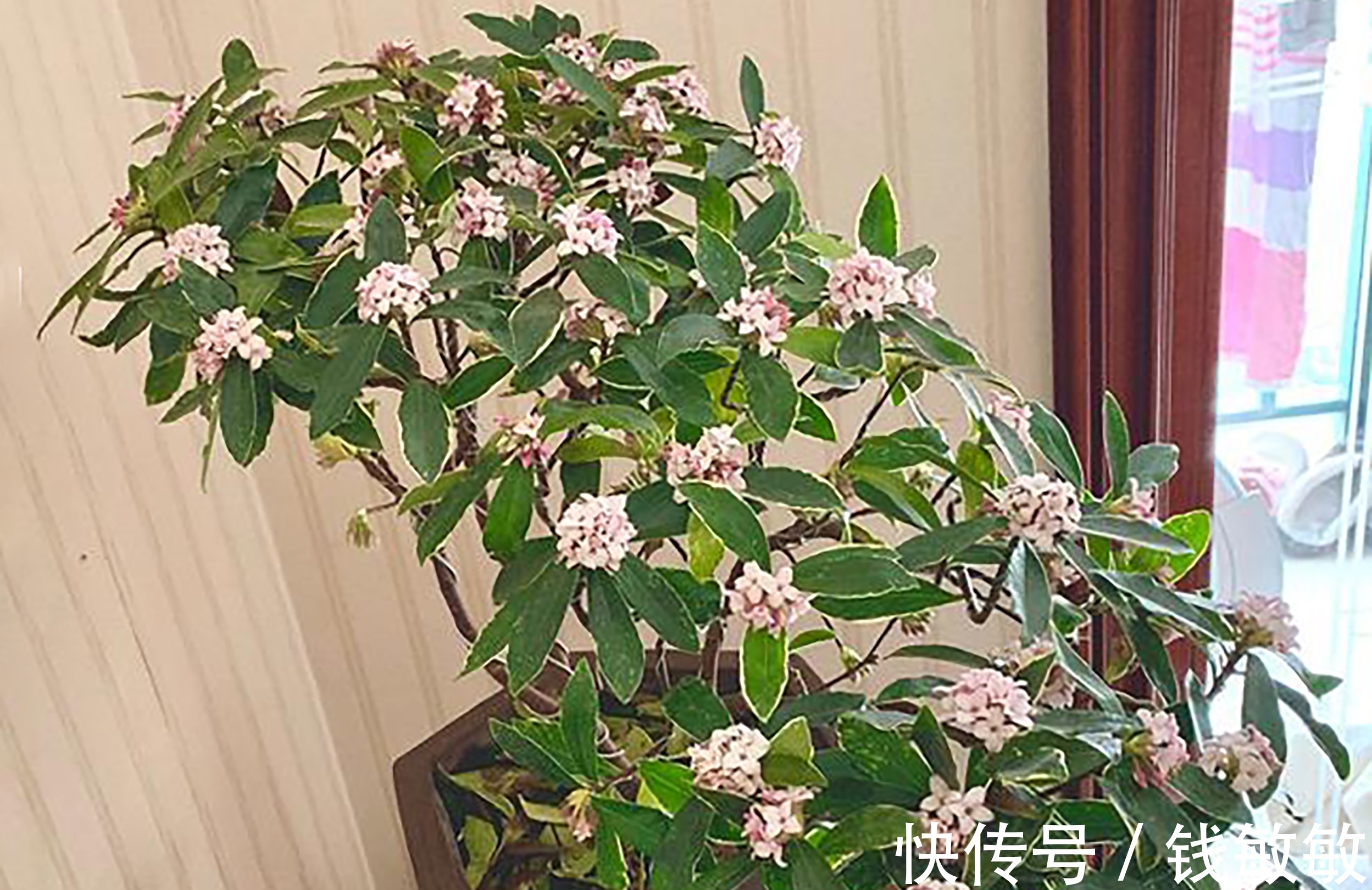 植物趣谈:花中祥瑞的瑞香