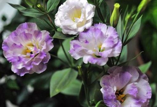 新手养花,不如养盆花中精品“宠爱小姐”,金蕊红裙,颇感娇艳