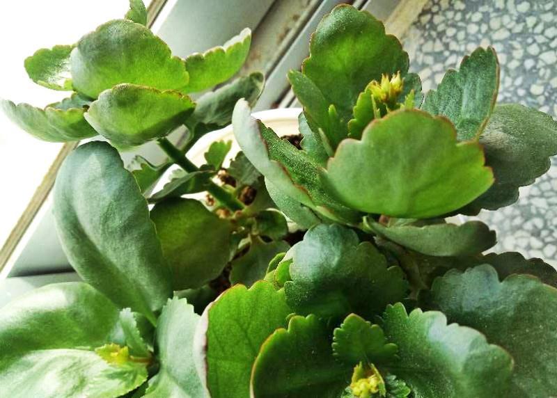 3种花就得虐,不虐不开花,一虐花满枝