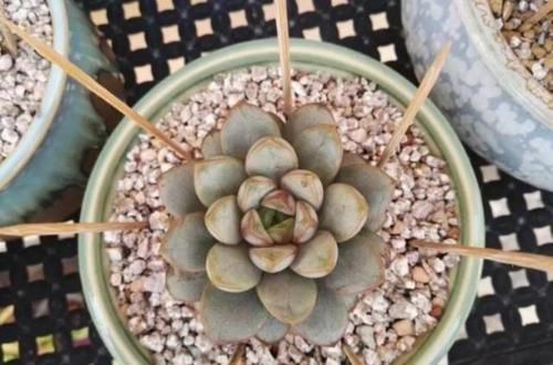  筷子|学会3个小技巧，盆土是干是湿轻松掌握，不用再担心盆栽水多水少