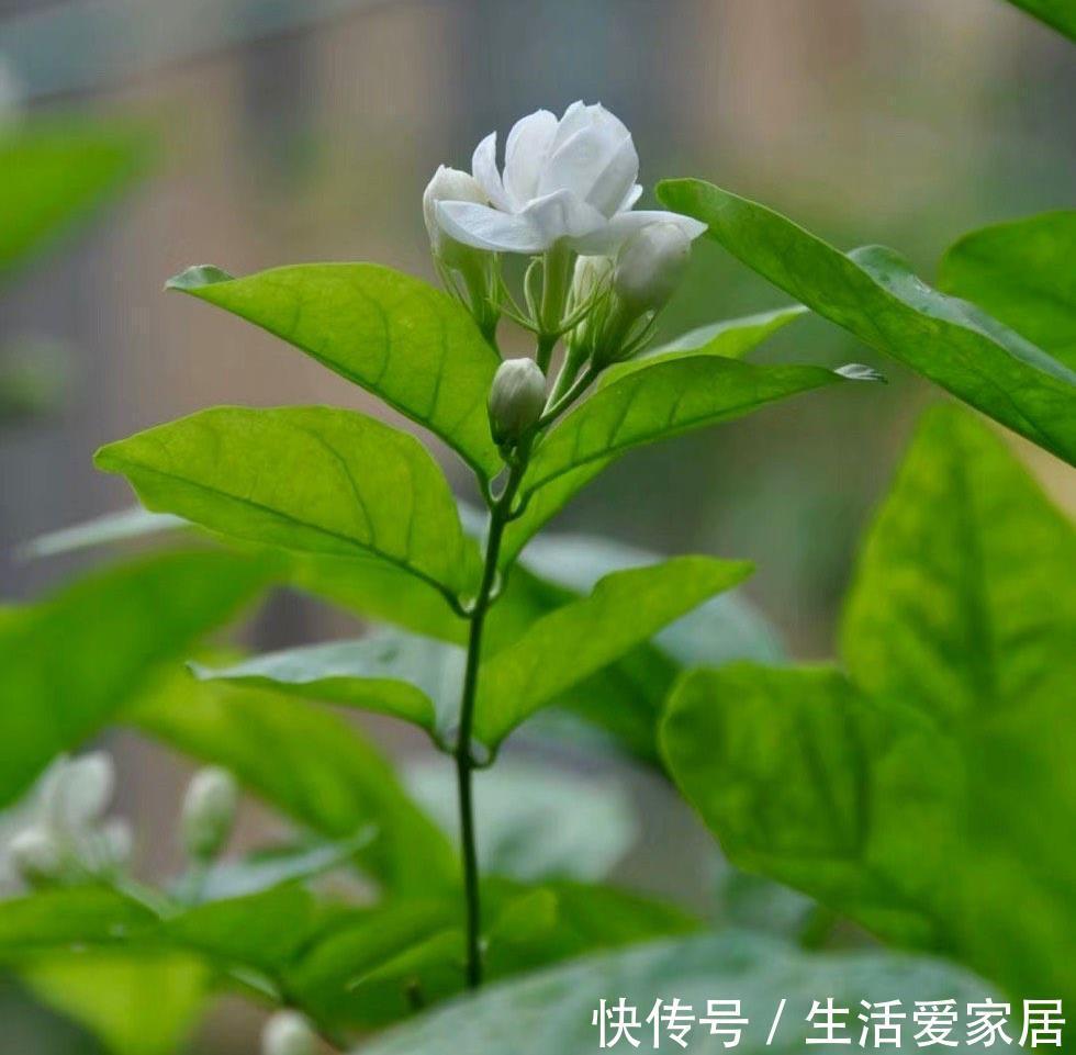 花卉|4种喜光花卉,越是多晒太阳,越是花繁叶茂,鲜艳貌美