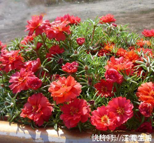 3种花，不能让它长成高个子，一长高就剪，越剪越值钱