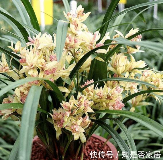 苗壮花芽|8月养兰花，做好1件事，苗壮花芽多，错过等一年