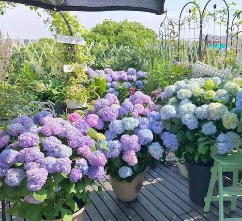 盛放期|绣球花好看不好养?其实只需3个小方法,花球又大又鲜艳