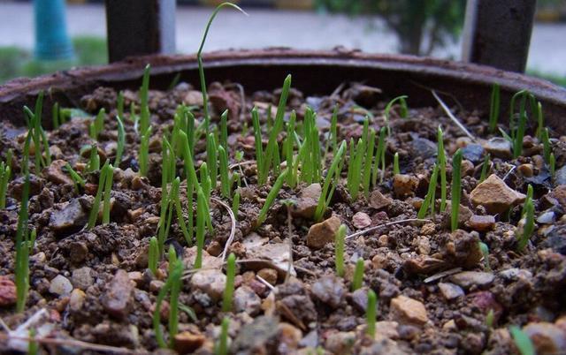 种子|秋天阳台种韭菜,用2个“小妙招”,叶片更大更绿,冬天收获多多