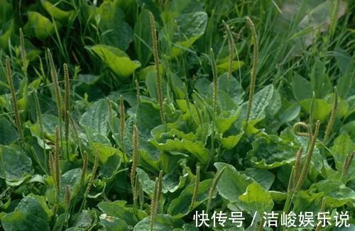 鳢肠|5种野菜，家乡人都喜欢吃，若在路边遇到，别忘了摘来吃，好处多