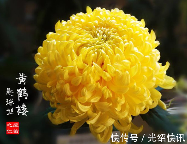 喜欢菊花,不如养盆“菊之珍品”,似明月圆满,妖娆艳丽