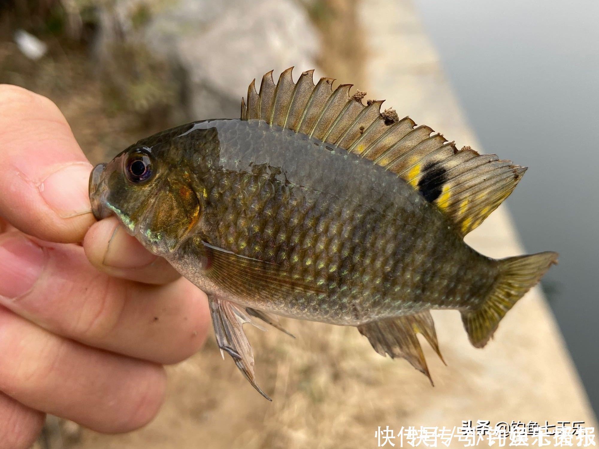 球状|鱼多了也烦恼!重庆出现“球状”罗非鱼群,钓友担心其破坏生态