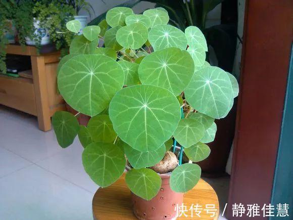 大肚子|6种耐旱花，“大肚子”里面都是水，一个月不浇也没事！